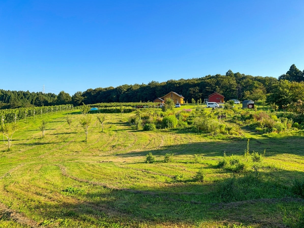 VINEYARD