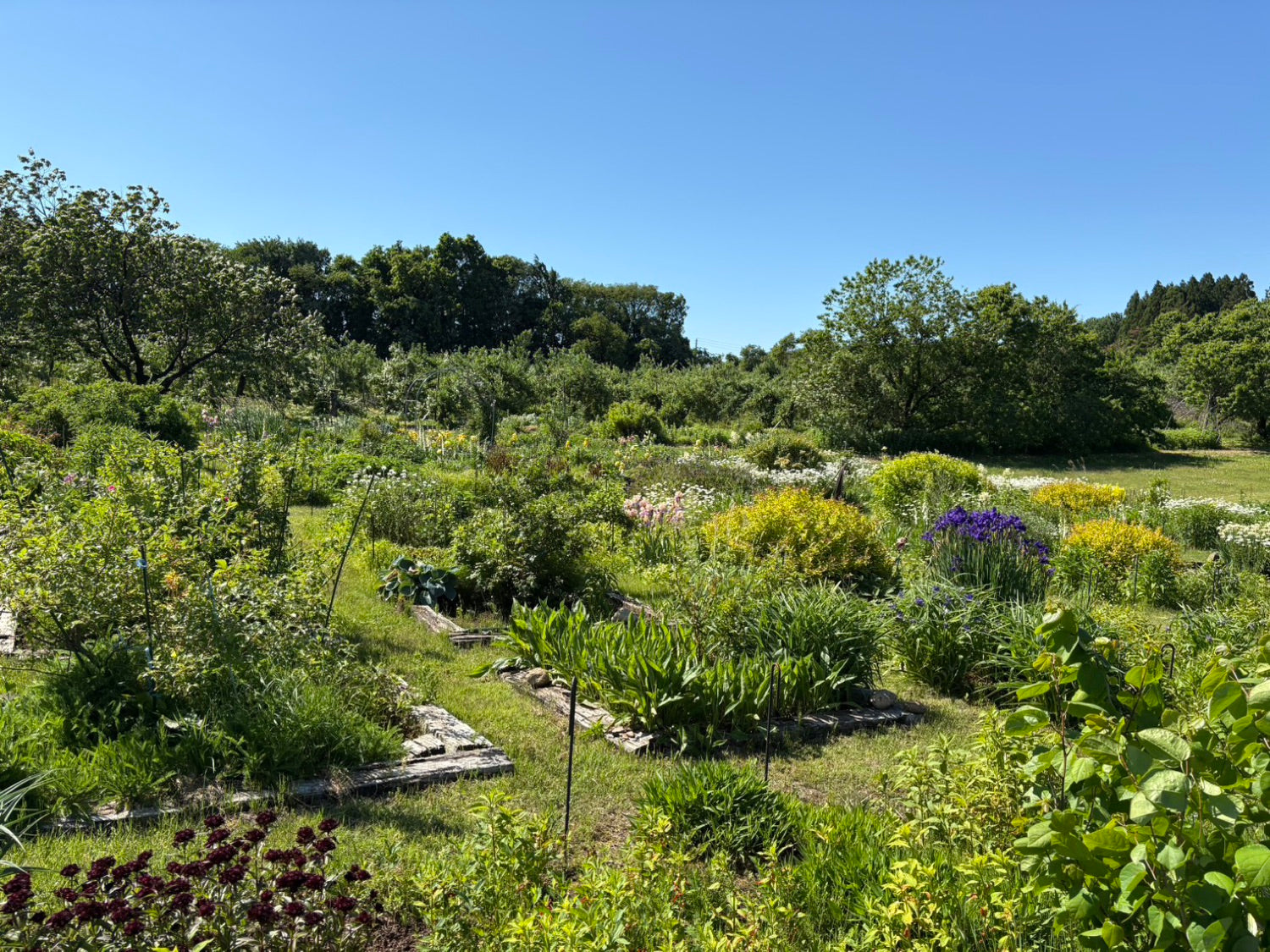 GARDEN